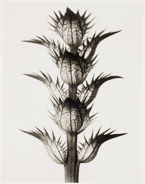 karl-blossfeldt