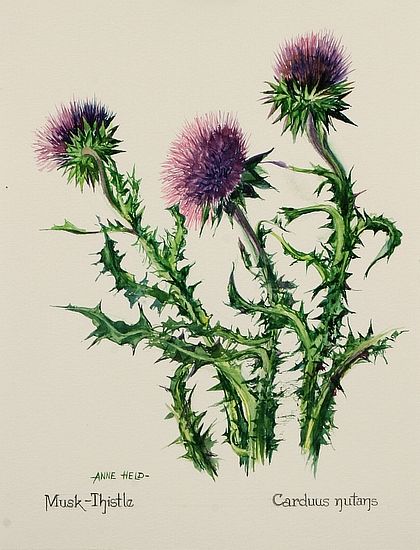 botanical scottish